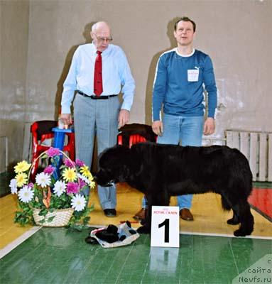 Фото: ньюфаундленд Плюшевая Панда Бархатная Роза (Plushevaya Panda Barhatnaya Roza)