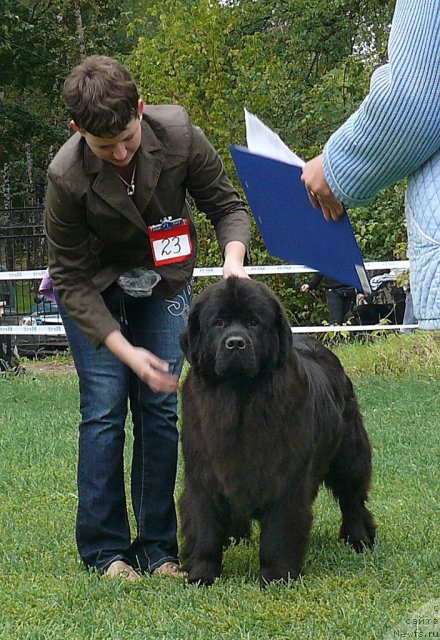 Фото: ньюфаундленд Потап Фелиция (Potap Felicia)