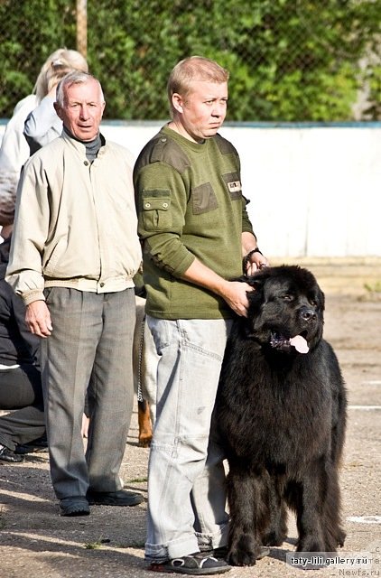 Фото: ньюфаундленд Ефрат Пэйв Блэк