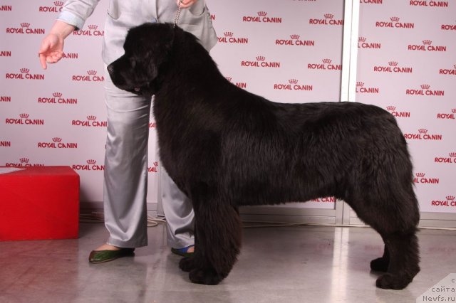 Фотография № 49065