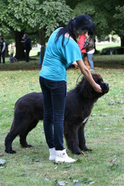 Фото: ньюфаундленд Sakala Aslan