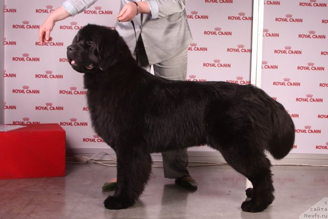 Фото: ньюфаундленд Акватория Келвин Импресса (Aquatoriya Kelvin Impressa)