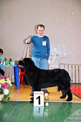 Фото: ньюфаундленд Плюшевая Панда Бархатная Роза (Plushevaya Panda Barhatnaya Roza)