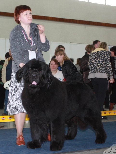 Фото: ньюфаундленд Акватория Келвин Заския