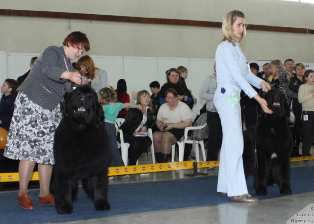 Фото: ньюфаундленд Акватория Келвин Заския, ньюфаундленд Radmila Vialiki Miadzvedz