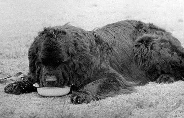 Фото: ньюфаундленд Царь Додон