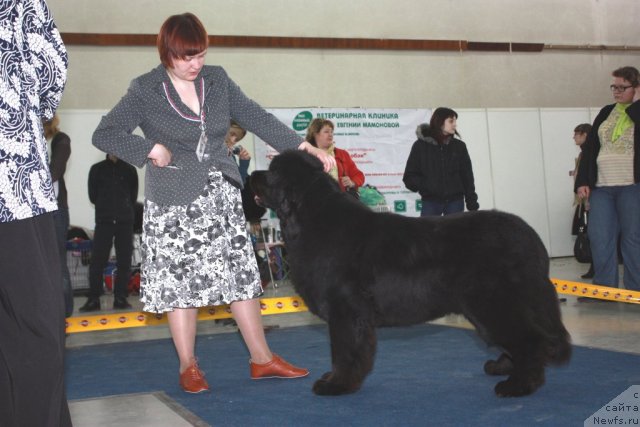 Фото: ньюфаундленд Акванавт из Тихого Омута (Akvanavt iz Tihogo Omuta)