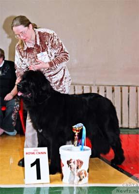 Фото: ньюфаундленд Сент Джонс Дали (Sent Djons Dali)