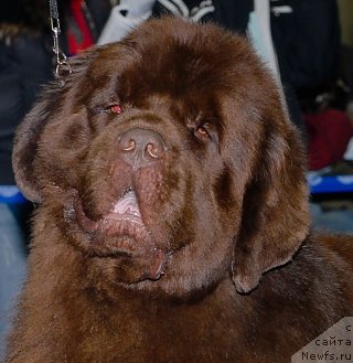 Фото: ньюфаундленд Aetna vom Riesrand