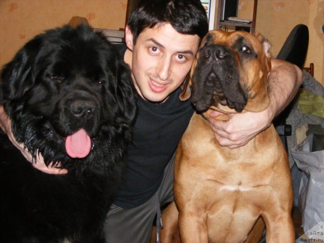 Фото: ньюфаундленд Плюшевая Панда Мистер Икс