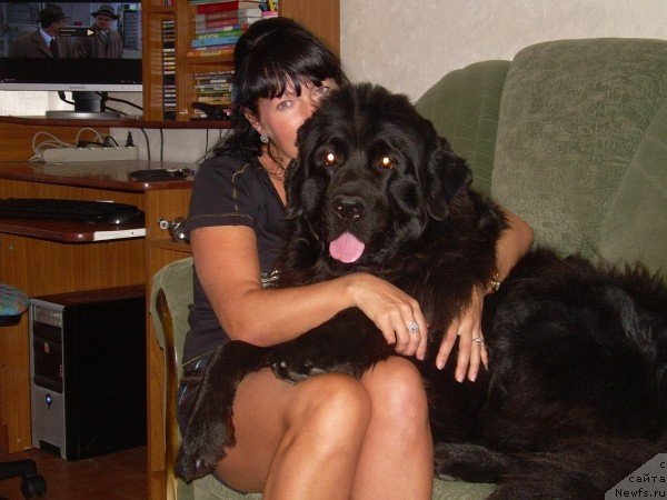 Фото: ньюфаундленд Гертруда Черная Жемчужина