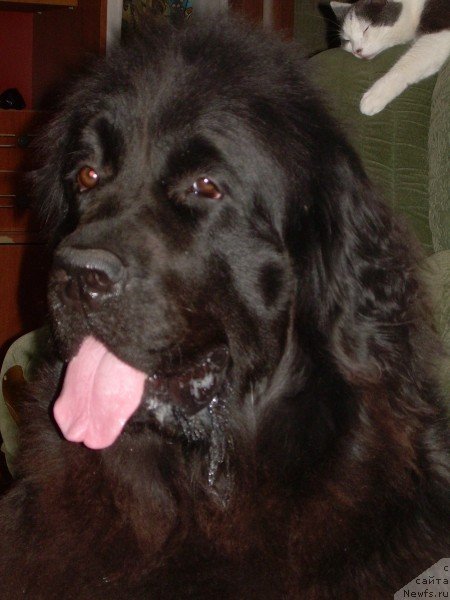 Фото: ньюфаундленд Гертруда Черная Жемчужина