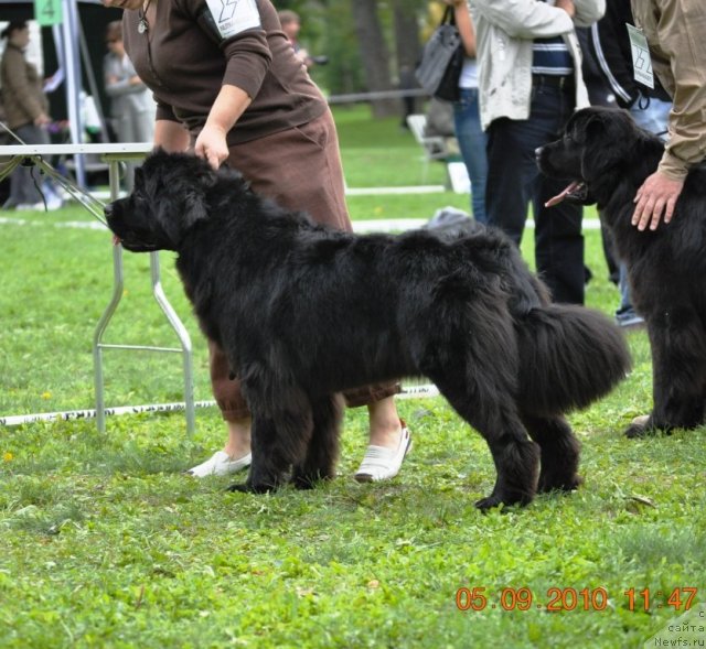 Фото: BLACK IMP GLAMOUR GIRL