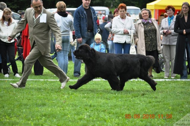 Фото: ньюфаундленд Звезда Ростова с Берега Дона (Zvezda Rostova s Berega Dona)