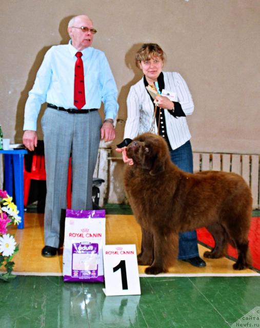 Фото: ньюфаундленд Ёка Она с Берега Дона (Joka Ona s Berega Dona)