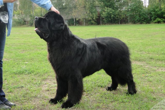 Фото: ньюфаундленд Пчёлкин Дом Вениамин (Pchiolkin Dom Veniamin)