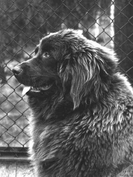 Фото: ньюфаундленд Герцед Фарад