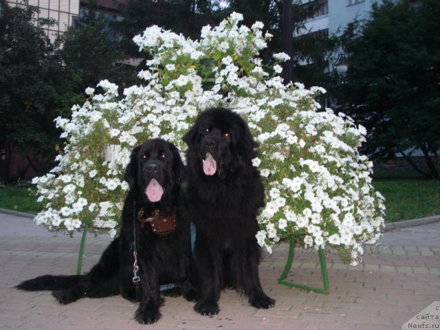 Фото: ньюфаундленд Капитан Ньюфорт, ньюфаундленд Амазонка Эми Чардишик