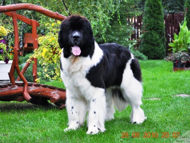 Фото: ньюфаундленд Zidan Clark Zvezdnij Dar