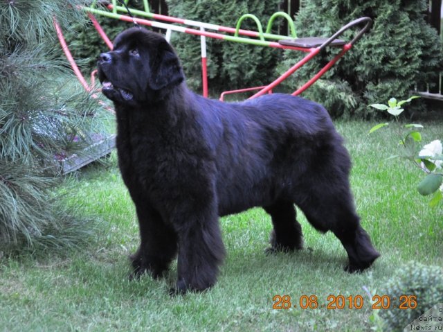 Фото: ньюфаундленд Звезда Ростова с Берега Дона (Zvezda Rostova s Berega Dona)