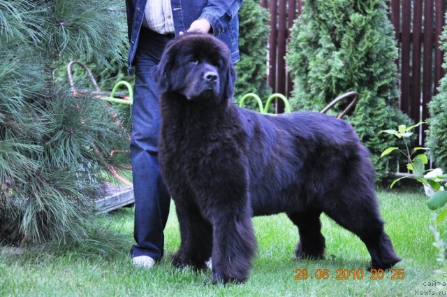 Фото: ньюфаундленд Звезда Ростова с Берега Дона (Zvezda Rostova s Berega Dona)