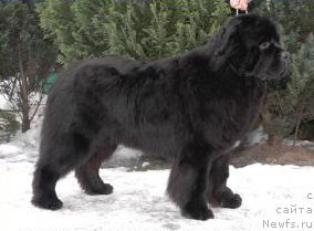 Фото: ньюфаундленд Ajer Kazko Slupski