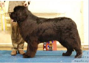 Фото: ньюфаундленд Illfrid Portos Whisperbays