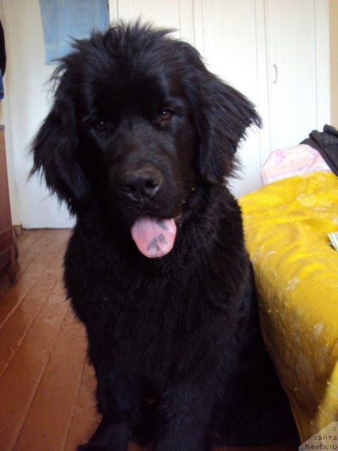 Фото: ньюфаундленд Марго из Сибирской Глубинки