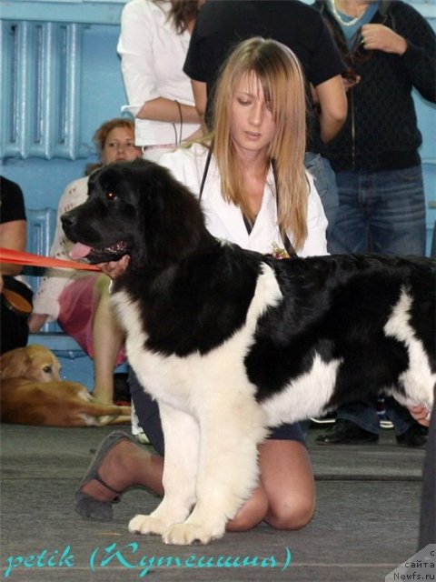 Фото: ньюфаундленд Супер Премиум Жрица Звезд (Super Premium Zhritsa Zvezd)