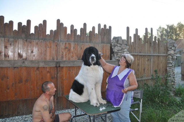 Фото: ньюфаундленд Лорд Люксембург Аюлар из Тихого Омута (Lord Luxemburg Ayular iz Tihogo Omuta), Марина Турапина, Игорь Бутов