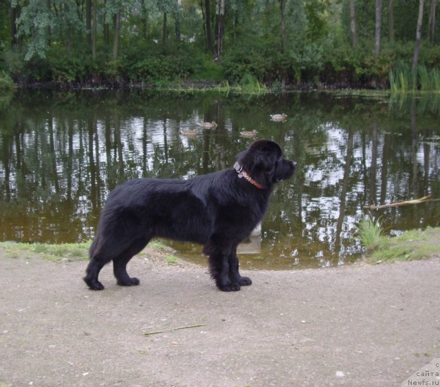 Фото: ньюфаундленд Акватория Келвин Кадриль (Aquatoriya Kelvin Kadril)