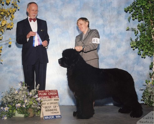 Фото: ньюфаундленд Good as Gold Anmalamual del Basaburua