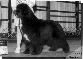 Фото: ньюфаундленд Darbydales You've Got Mmale