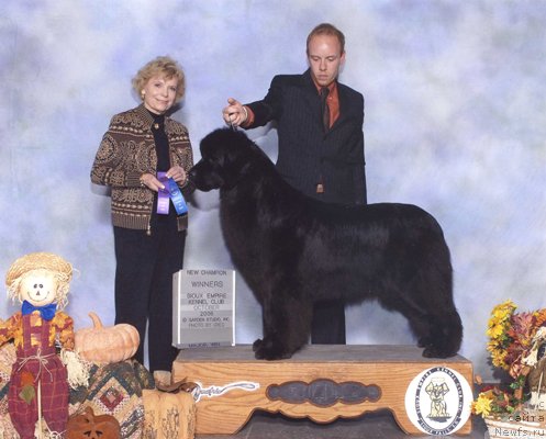 Фото: ньюфаундленд Un Paso Adelante de L'Iliade et L'Odyssee