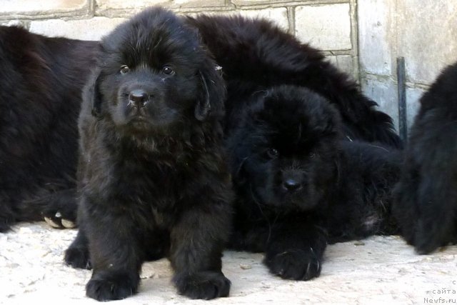 Фото: ньюфаундленд Бекхем Биг Бой, ньюфаундленд Бехер Юлиус Голд