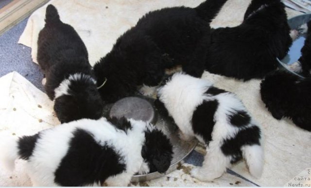 Фотография № 49236