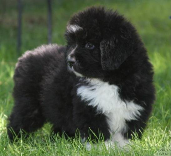 Фотография № 49239