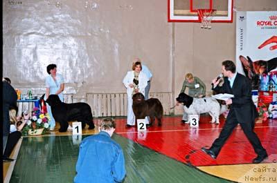 Фото: ньюфаундленд Юнспотид Хай Из Медвежьего Яра (Yunspotid Hay iz Medvejyego Yara), ньюфаундленд Ютта с Берега Дона, ньюфаундленд Даанич Фрейлин Фрося