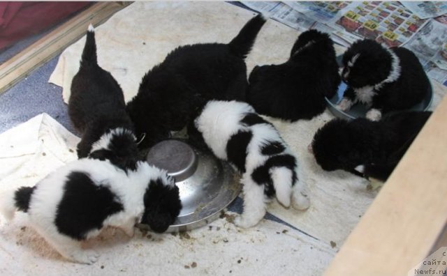 Фотография № 49240