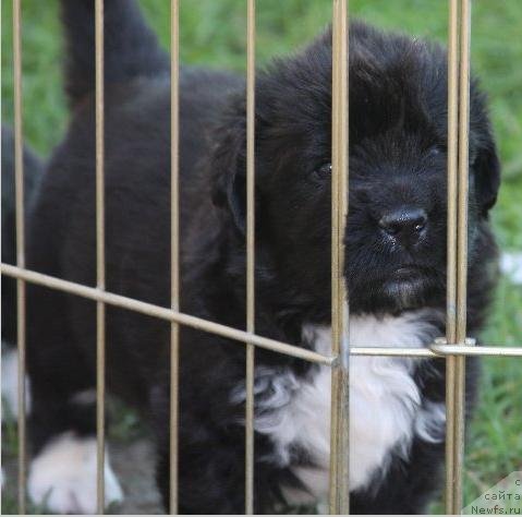 Фотография № 49242