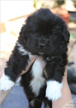 Фотография № 49243