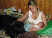 Фото: ньюфаундленд Источник Вдохновения для Ньюфорт