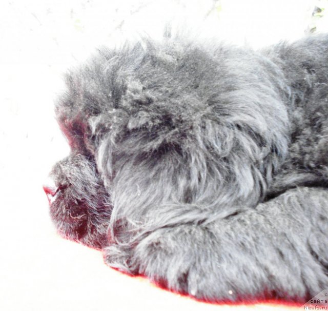 Фотография № 49253