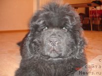 Фото: ньюфаундленд Звездная Зетта