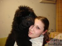 Фото: ньюфаундленд Звездная Зетта