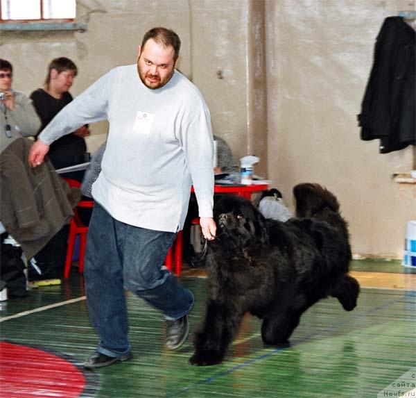 Фото: ньюфаундленд Доджер от Сибирского Медведя (Dodger ot Sibirskogo Medvedja)