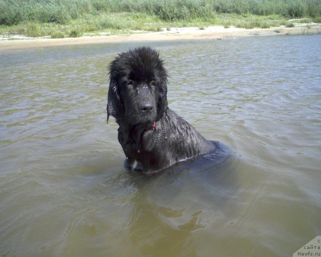 Фото: ньюфаундленд Лесли-Сиа Фловер (Leslley-Sia Flover)