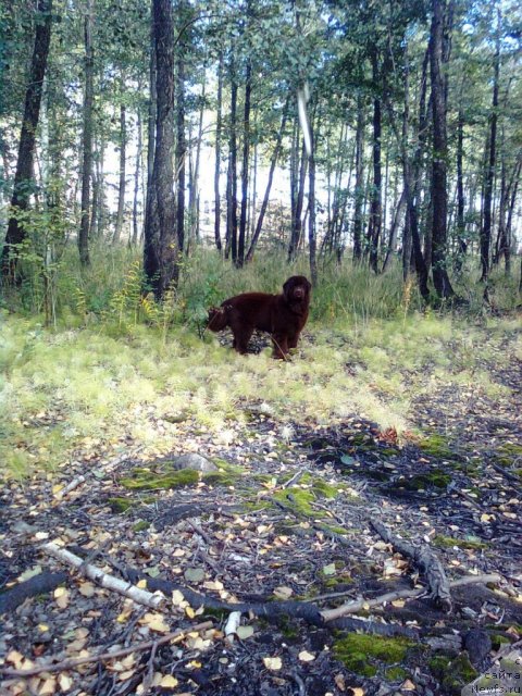 Фото: ньюфаундленд Черный Шарм Абрикосовая Карамель