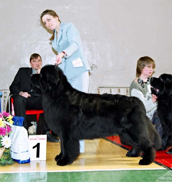 Фото: ньюфаундленд Волат Вялiкi Мядзведзь (Volat Vialiki Miadzvedz)