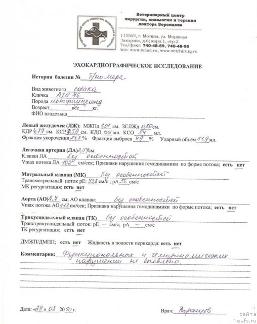 Фото: ньюфаундленд Сент Джонс Романсе оф Лав (Sent Djons Romance of Love)